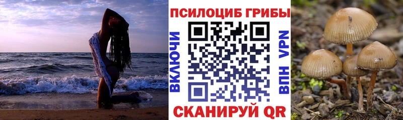 Псилоцибиновые грибы Cubensis  Купить закладки  Нолинск 